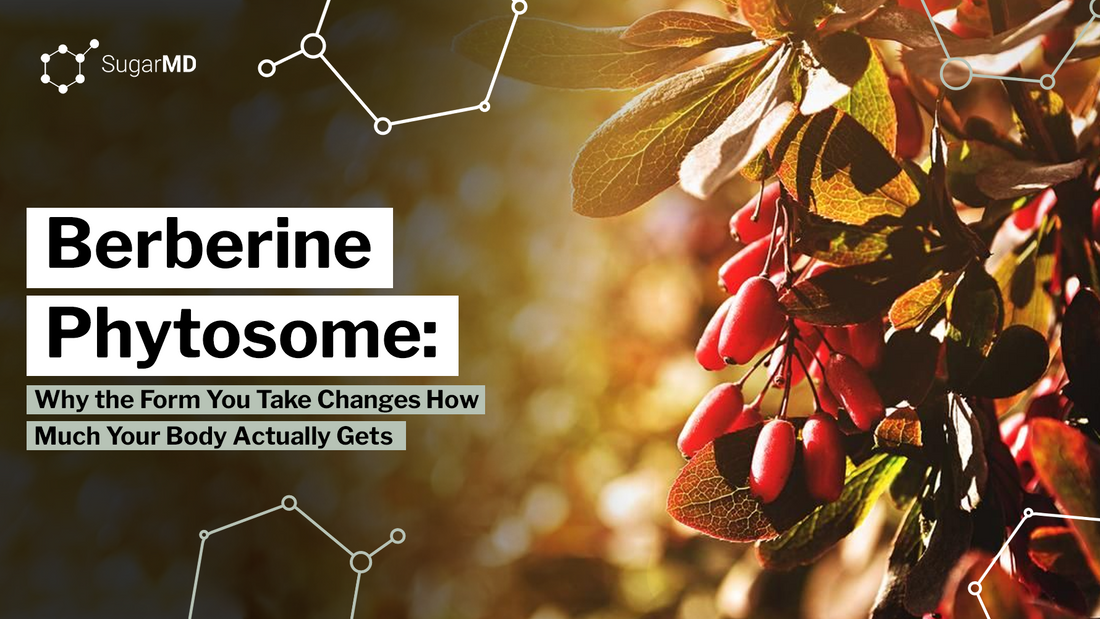 Infographic about how phytosome delivery may affect berberine absorption.