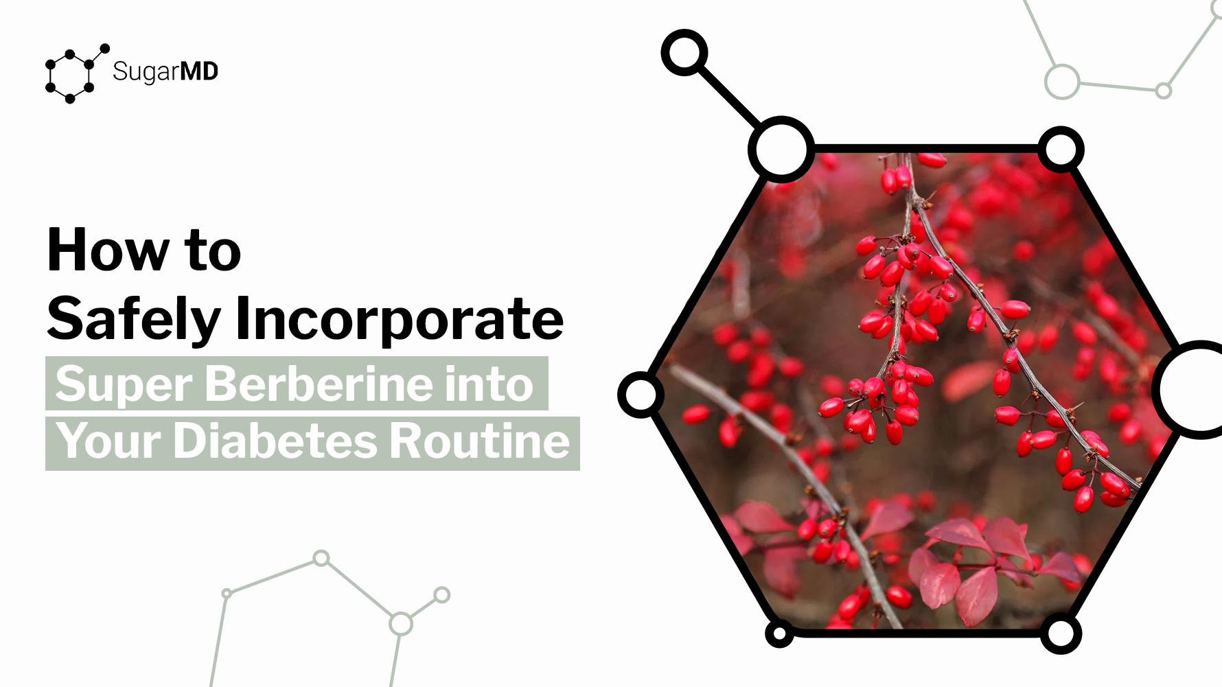 How to safely incorporate berberine into your diabetes routine with berberine berries image SugarMD graphic