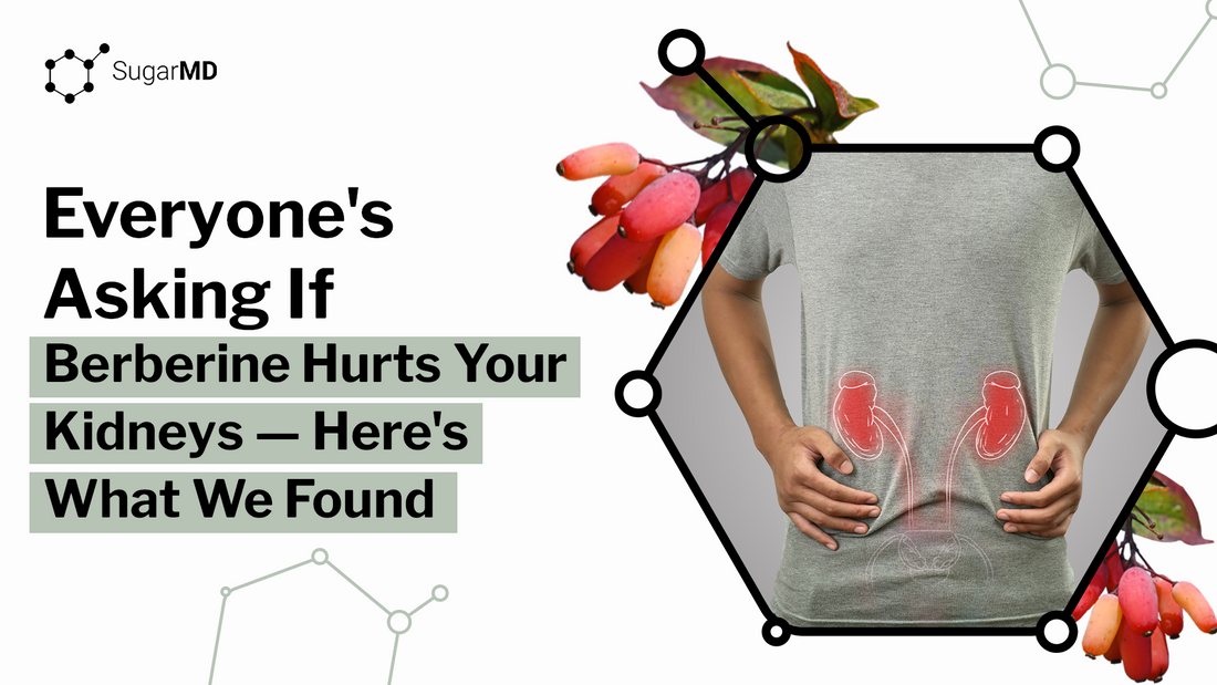 SugarMD infographic about berberine and kidney health featuring kidney illustration and berberine berries.