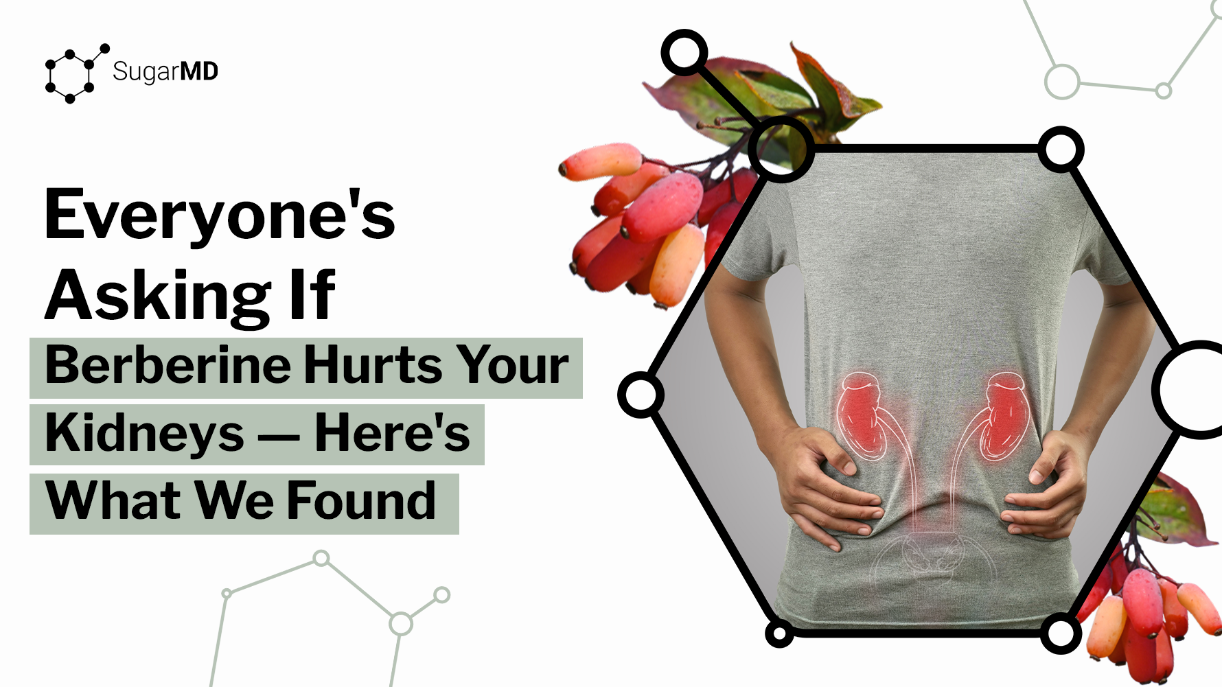 SugarMD infographic about berberine and kidney health featuring kidney illustration and berberine berries.